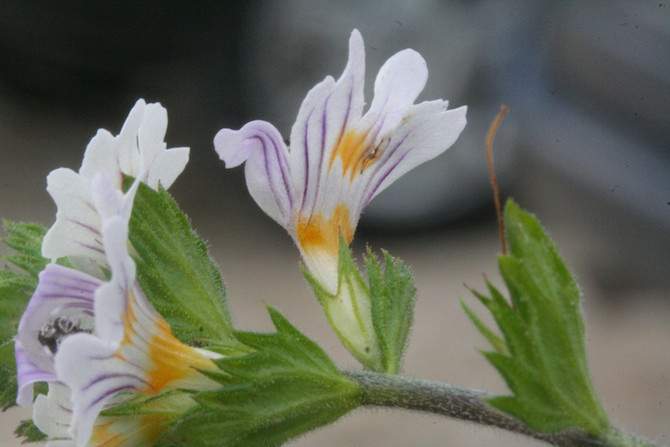 colliri naturali eufrasia