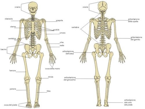 Ossa e scheletro umano