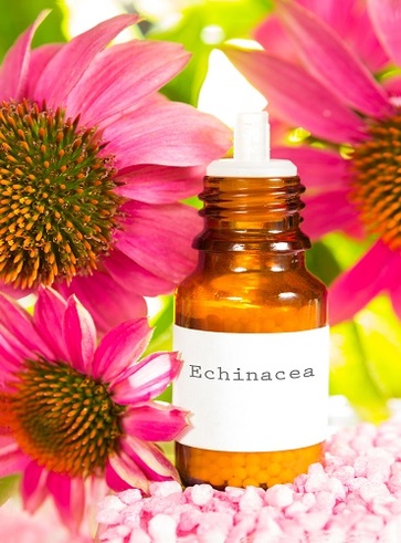 L'echinacea