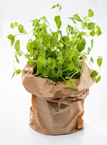 L'origano