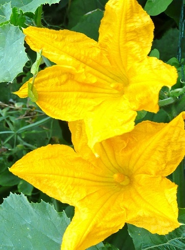 Patate e fiori di zucchina